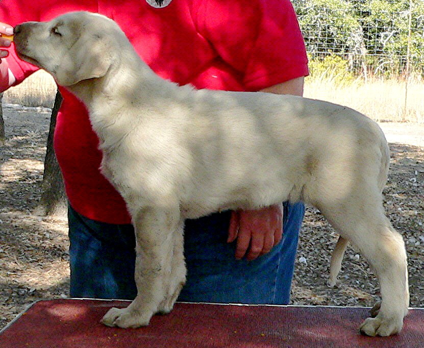  December 31, 2010, Puppy 5, Female, White, Nazik/Bria litter !!!)