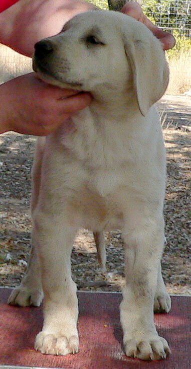  December 31, 2010, Puppy 5, Female, White, Nazik/Bria litter !!!)