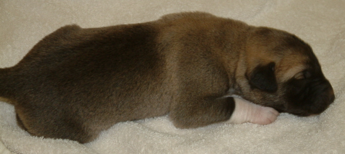 November 7, 2010, Puppy 6, Male, Fawn/Black Mask!!!)