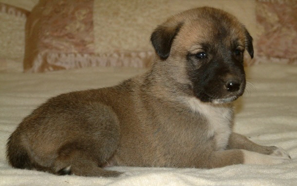 November 30, 2010, Puppy 6, Male, Fawn/Black Mask From the BRIA/NAZIK November 5, 2010 litter!!!)