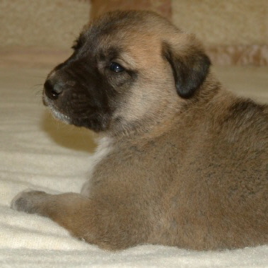 November 30, 2010, Puppy 6, Male, Fawn/Black Mask!!!)