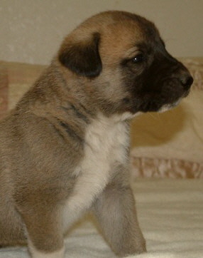 November 30, 2010, Puppy 6, Male, Fawn/Black Mask!!!)