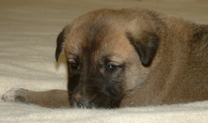 November 30, 2010, Puppy 6, Male, Fawn/Black Mask!!!)