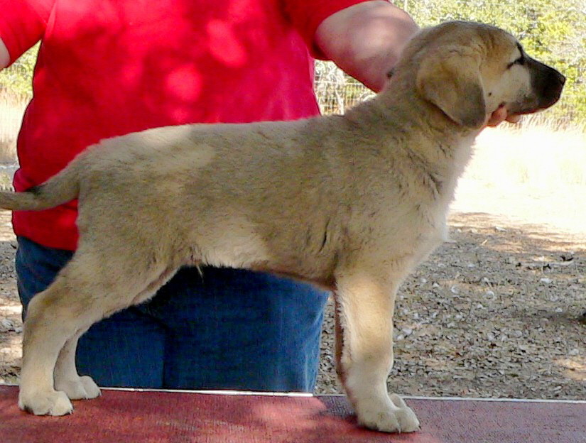 December 31, 2010, Puppy 6, Male, Fawn/Black Mask From the BRIA/NAZIK November 5, 2010 litter!!!)