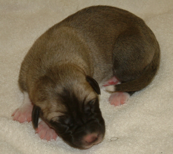 November 7, 2010, Puppy 7, Male, Fawn/Black Mask!!!)