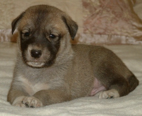 November 30, 2010, Puppy 7, Male, Fawn/Black Mask From the BRIA/NAZIK November 5, 2010 litter!!!)