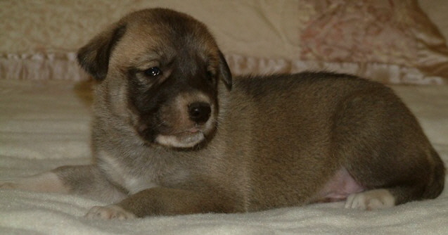 November 30, 2010, Puppy 7, Male, Fawn/Black Mask!!!)