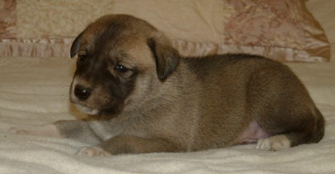 November 30, 2010, Puppy 7, Male, Fawn/Black Mask!!!)