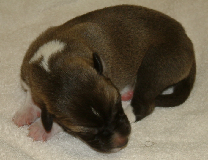 November 7, 2010, Puppy 8, Male, Fawn/Black Mask!!!)