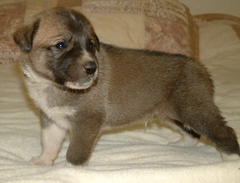 November 30, 2010, Puppy 8, Male, Fawn/Black Mask From the BRIA/NAZIK November 5, 2010 litter!!!)