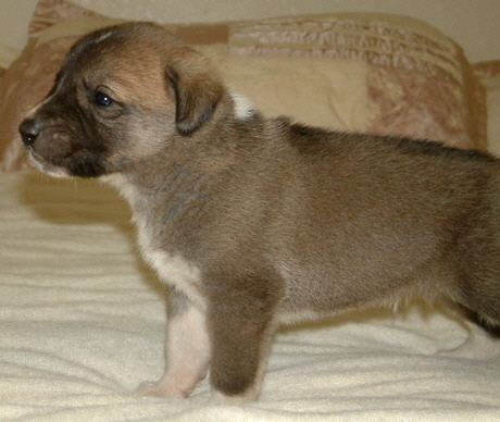 November 30, 2010, Puppy 8, Male, Fawn/Black Mask!!!)