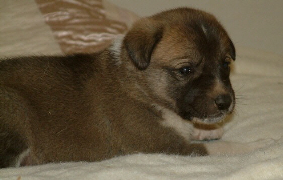November 30, 2010, Puppy 8, Male, Fawn/Black Mask!!!)