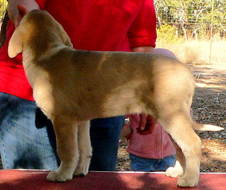 December 31, 2010, Puppy 8, Male, Fawn/Black Mask From the BRIA/NAZIK November 5, 2010 litter!!!)