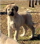 Byron - Handsome x Grace Oct 30, 2004, litter