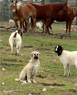 Anatolian Guardian Dogs - A Tale of Two Breeders - Byron with goats and horses