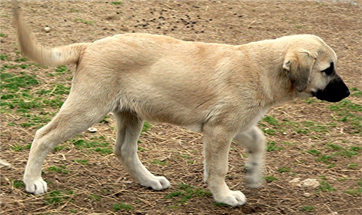 Byron - Handsome x Grace Oct 30, 2004, litter