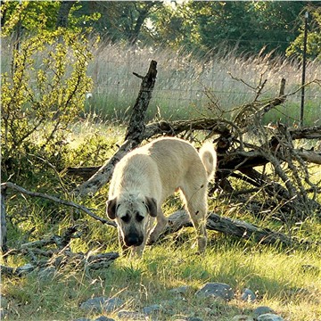 Byron - Handsome x Grace Oct 30, 2004, litter