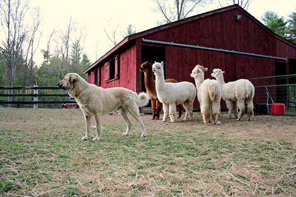 Inanna Byron Bay of Lucky Hit (Byron) with his alpaca friends