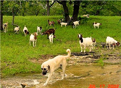 Lucky Hit Shadow Kasif (CASE) leading his flock back to the barn