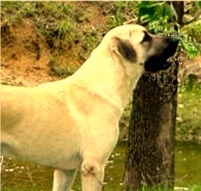 Lucky Hit's Shadow Kasif (Case) at 11 months 
investigating whether or not it is a bobcat he saw in that tree