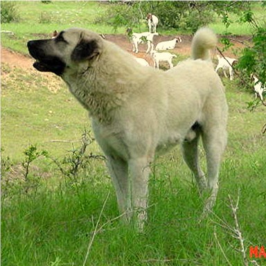 Lucky Hit Shadow Kasif (Case) guarding goats in the big pasture