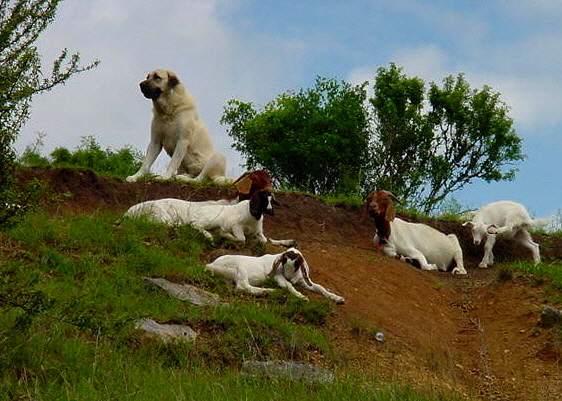 Lucky Hit's Shadow Kasif - CASE - guarding livestock in the big pasture