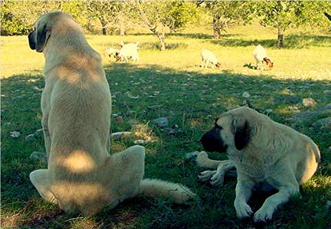 Lucky Hit's Shadow Kasif (Case) and Lucky Hit's Shadow SEVEN with goats in the big pasture