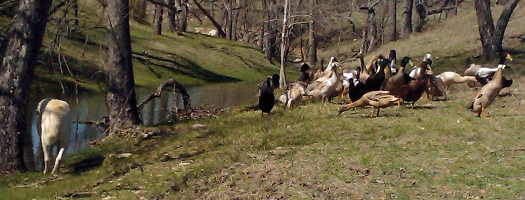Lucky Hit's Shadow Kasif (Case) guarding Indian Runner Ducks in the big pasture on March 28, 2010 when he was almost nine