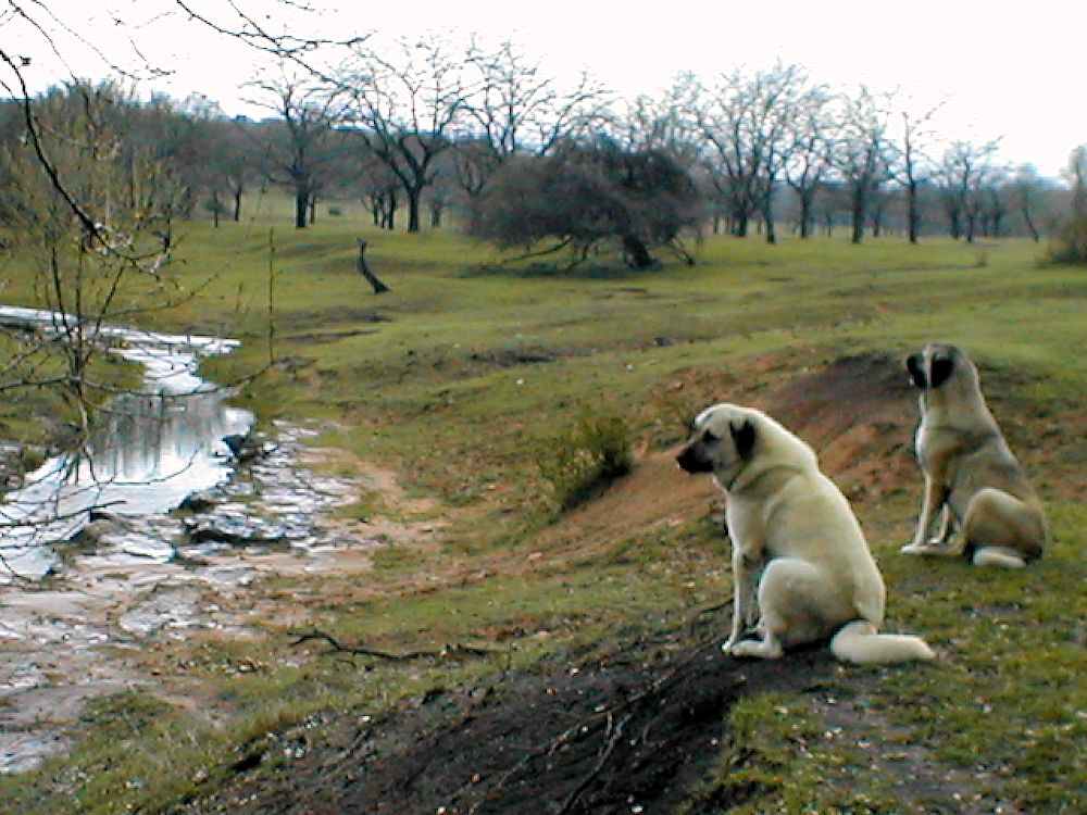 Lucky Hit's Shadow Kasif (Case) with his full sister, Lucky Hit's Shadow Sahara, watching over Lucky Hit Ranch