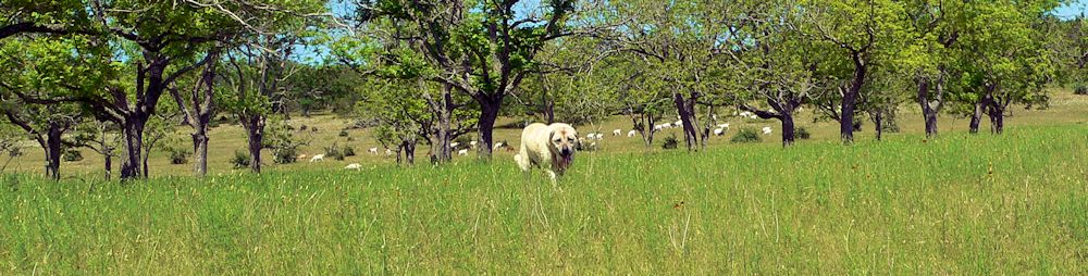 Twelve year old Lucky Hit's Shadow Kasif (Case) - Still Guarding Full Time in the Big Pasture at Lucky Hit Ranch