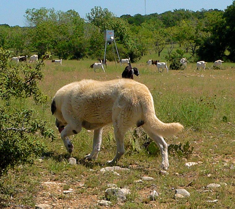 Twelve year old Lucky Hit's Shadow Kasif (Case) - Still Guarding Full Time in the Big Pasture at Lucky Hit Ranch