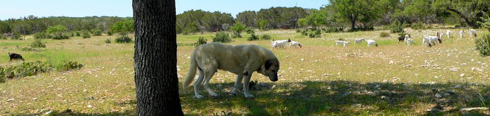 Twelve year old Lucky Hit's Shadow Kasif (Case) - Still Guarding Full Time in the Big Pasture at Lucky Hit Ranch