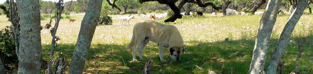 Twelve year old Lucky Hit's Shadow Kasif (Case) - Still Guarding Full Time in the Big Pasture at Lucky Hit Ranch