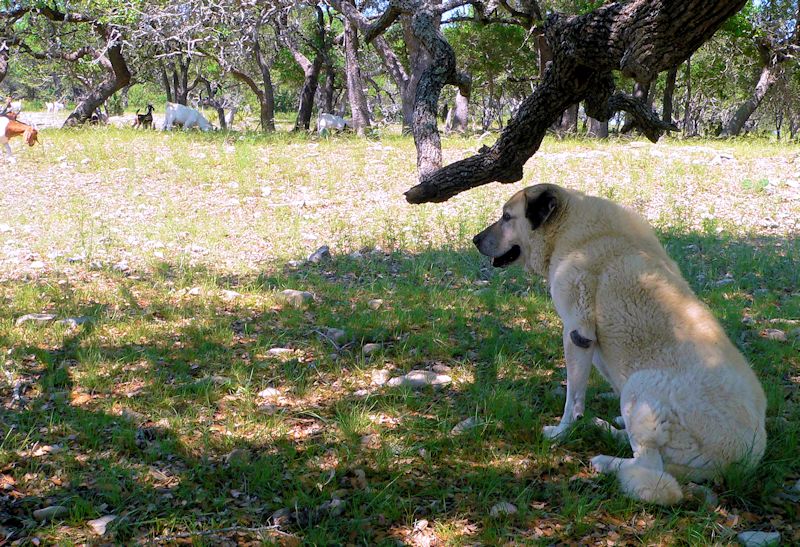 Twelve year old Lucky Hit's Shadow Kasif (Case) - Still Guarding Full Time in the Big Pasture at Lucky Hit Ranch