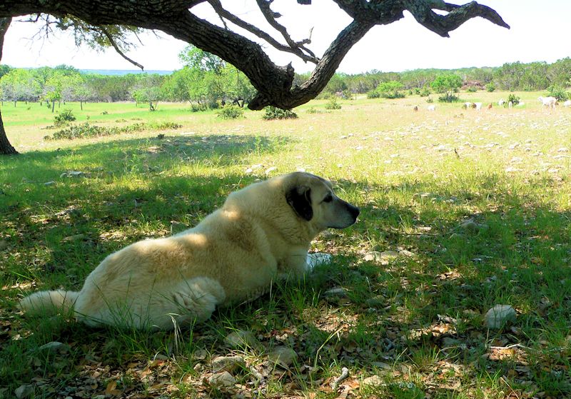 Twelve year old Lucky Hit's Shadow Kasif (Case) - Still Guarding Full Time in the Big Pasture at Lucky Hit Ranch