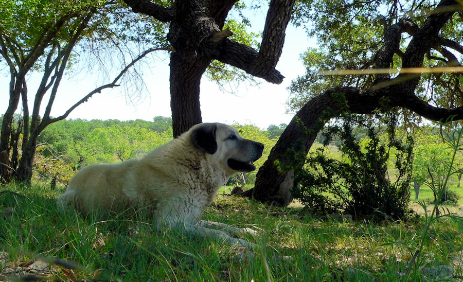 Twelve year old Lucky Hit's Shadow Kasif (Case) - Still Guarding Full Time in the Big Pasture at Lucky Hit Ranch