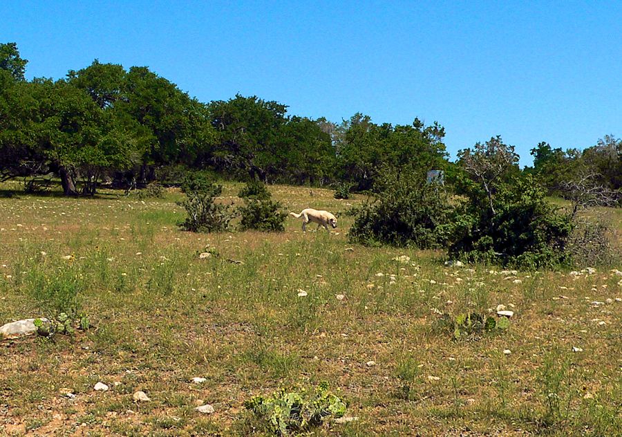 Twelve year old Lucky Hit's Shadow Kasif (Case) - Still Guarding Full Time in the Big Pasture at Lucky Hit Ranch