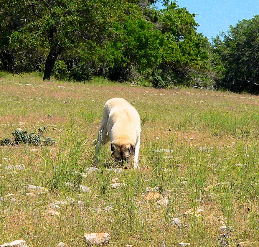 Twelve year old Lucky Hit's Shadow Kasif (Case) - Still Guarding Full Time in the Big Pasture at Lucky Hit Ranch