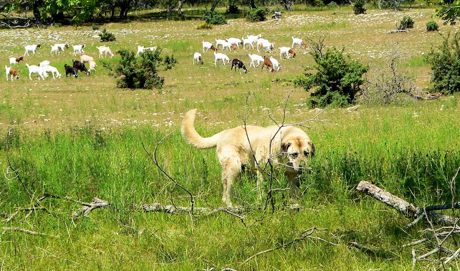 Twelve year old Lucky Hit's Shadow Kasif (Case) - Still Guarding Full Time in the Big Pasture at Lucky Hit Ranch