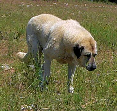 Twelve year old Lucky Hit's Shadow Kasif (Case) - Still Guarding Full Time in the Big Pasture at Lucky Hit Ranch