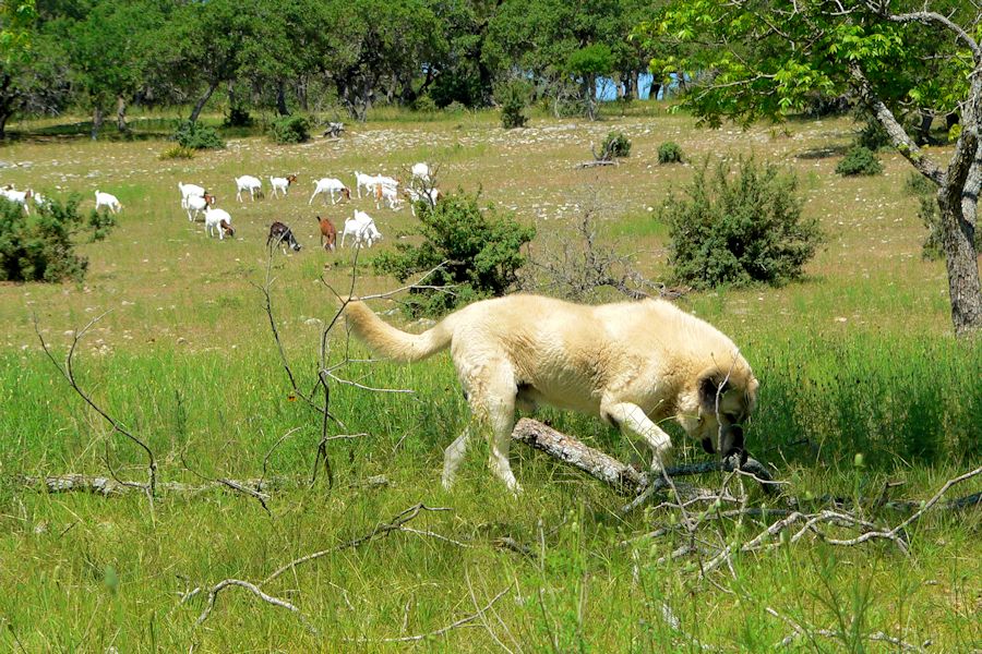 Twelve year old Lucky Hit's Shadow Kasif (Case) - Still Guarding Full Time in the Big Pasture at Lucky Hit Ranch