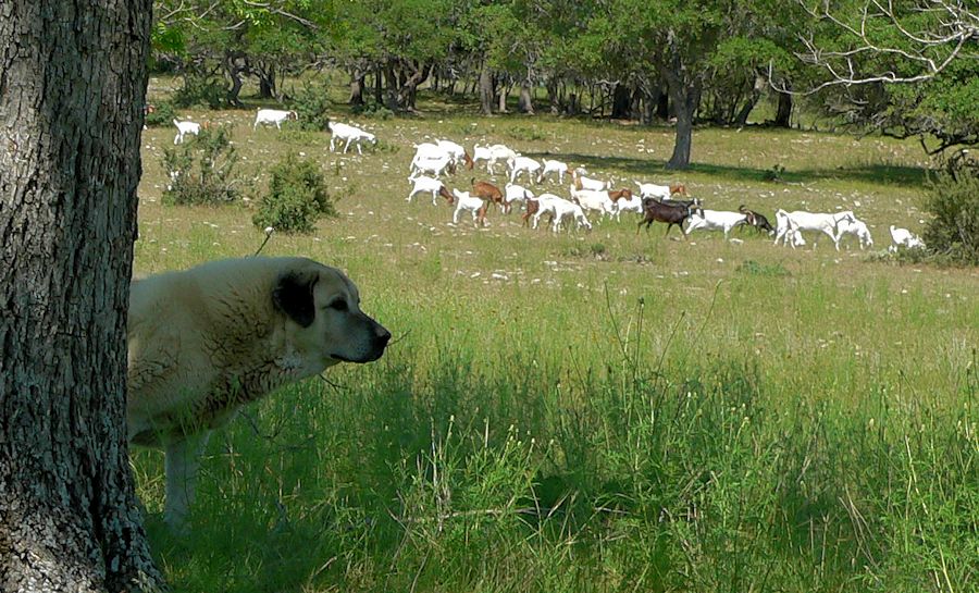 Twelve year old Lucky Hit's Shadow Kasif (Case) - Still Guarding Full Time in the Big Pasture at Lucky Hit Ranch