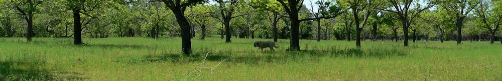 Twelve year old Lucky Hit's Shadow Kasif (Case) - Still Guarding Full Time in the Big Pasture at Lucky Hit Ranch