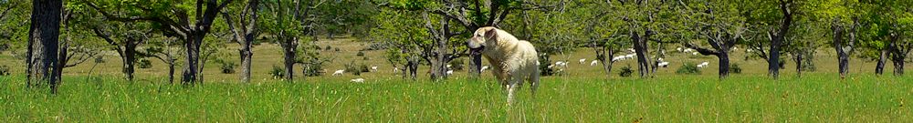 Twelve year old Lucky Hit's Shadow Kasif (Case) - Still Guarding Full Time in the Big Pasture at Lucky Hit Ranch