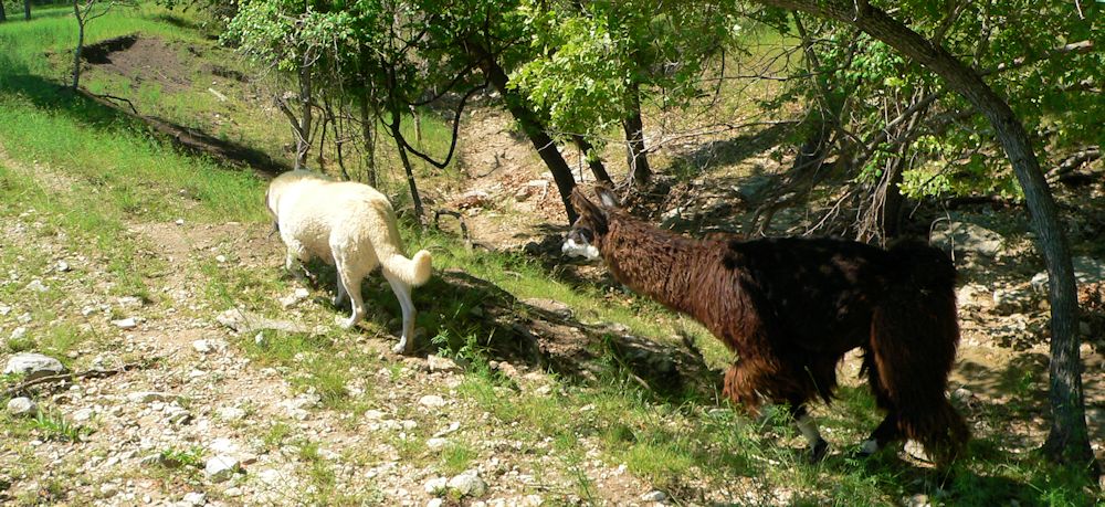 Twelve year old Lucky Hit's Shadow Kasif (Case) - Still Guarding Full Time in the Big Pasture at Lucky Hit Ranch