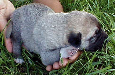 Four day old Lucky Hit's Shadow Kasif (Case) was born and raised in the pasture