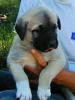 Two week old Lucky Hit's Shadow Kasif (Case) was born and raised in the pasture