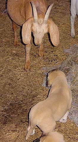 Six week old Lucky Hit's Shadow Kasif (Case) -  Case becomes very still in response to a goat cocking her head warningly