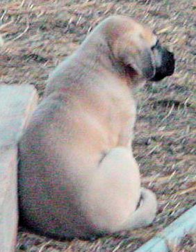 Six week old Lucky Hit's Shadow Kasif (Case) -  Case sits quietly at peace amid the goats