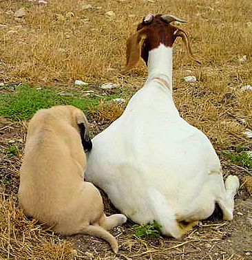 Six week old Lucky Hit's Shadow Kasif (Case) -  Case loves resting with his goat friends